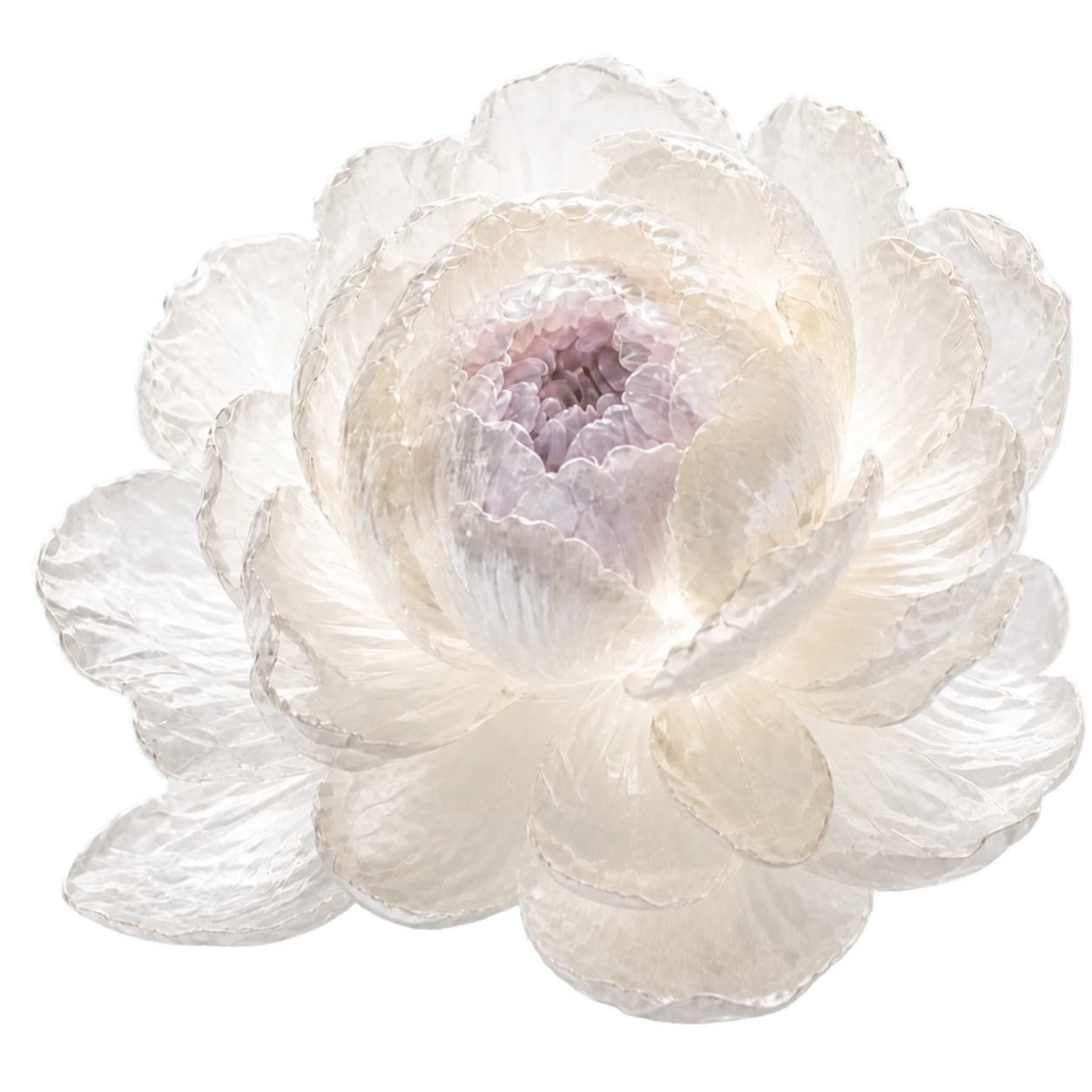 Translucent white peony with a soft lilac center